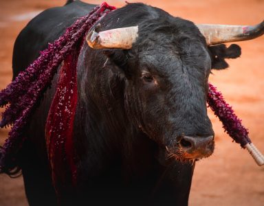 A closeup portrait of a strong black bull in a bullfighting ring
